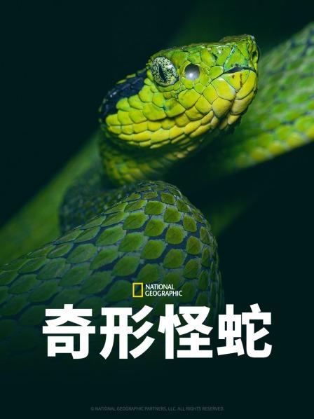 探花精选《奇形怪蛇》免费在线观看